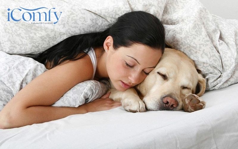 Mách bạn 13 cách bảo quản nệm foam hiệu quả tại nhà 6 Hạn chế để vật nuôi nằm trên nệm foam